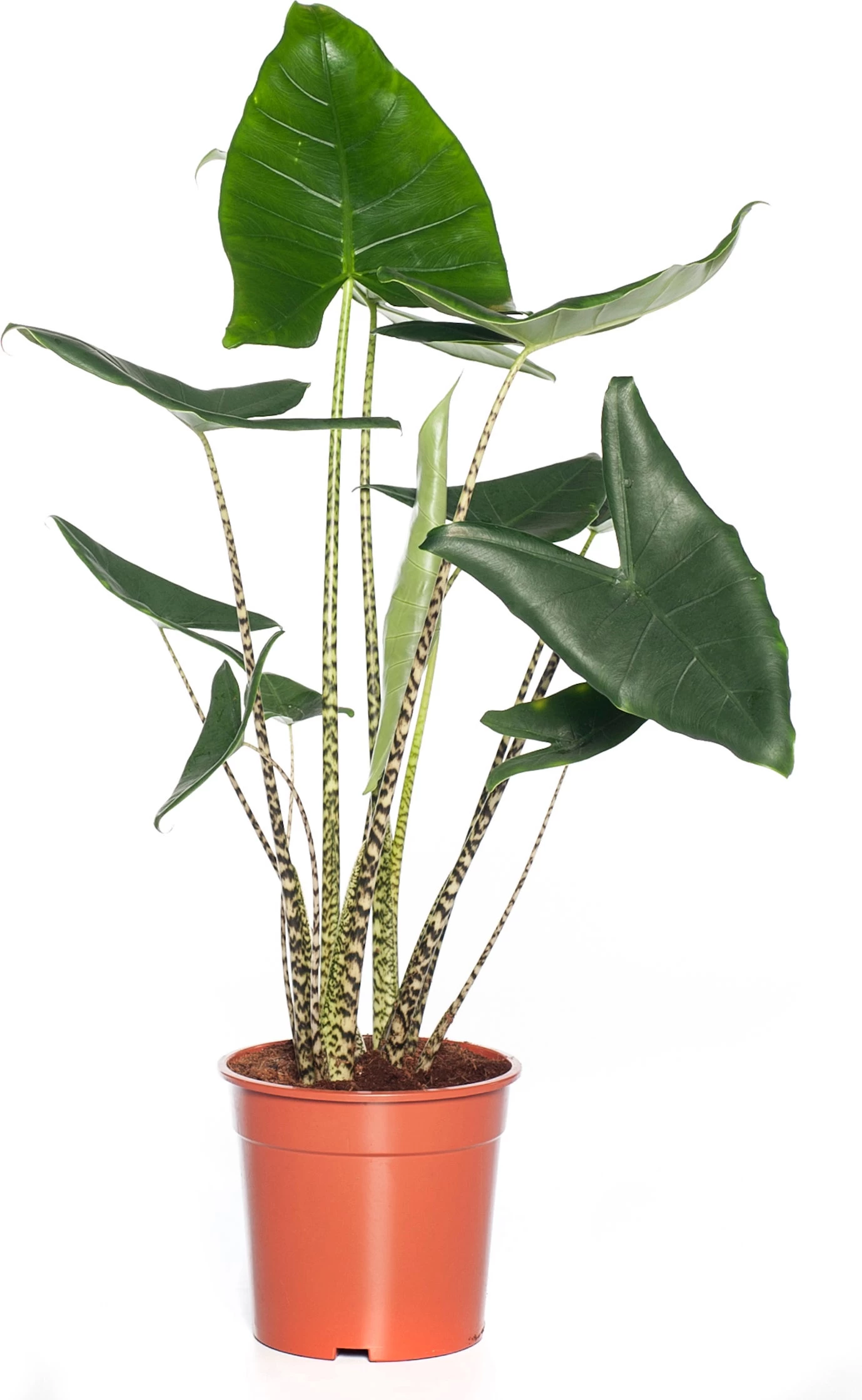 Olifantsoor (Alocasia 'Zebrina') D 24 H 90 Cm 1 Olifantsoor (Alocasia 'Zebrina') D 24 H 90 Cm