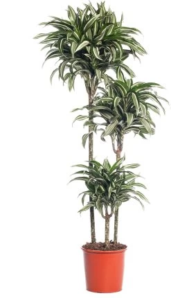 Drakenbloedboom (Dracaena Fragrans (D) 'Jade Jewel') D 24 H 130 Cm