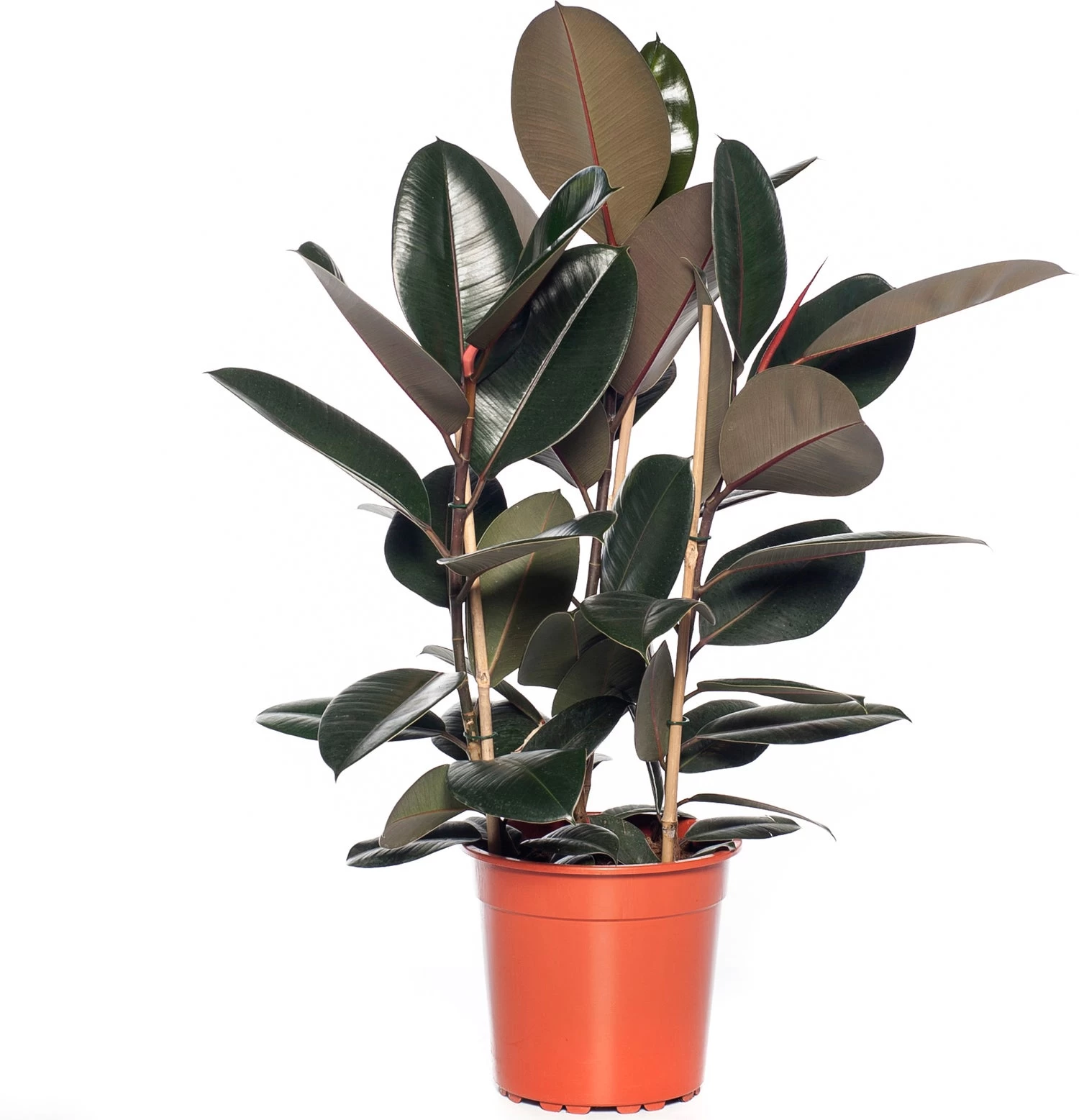 Rubberboom (Ficus Elastica 'Abidjan') D 24 H 85 Cm 1 Rubberboom (Ficus Elastica 'Abidjan') D 24 H 85 Cm