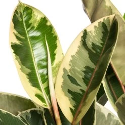 Rubberboom (Ficus Elastica 'Tineke') D 24 H 85 Cm -Kortingswinkel Voor Kamerplanten 8717263647614 2 1