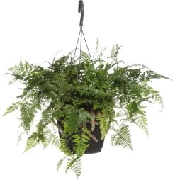 Hazenpootvaren (Humata Tyermannii) D 18 H 30 Cm