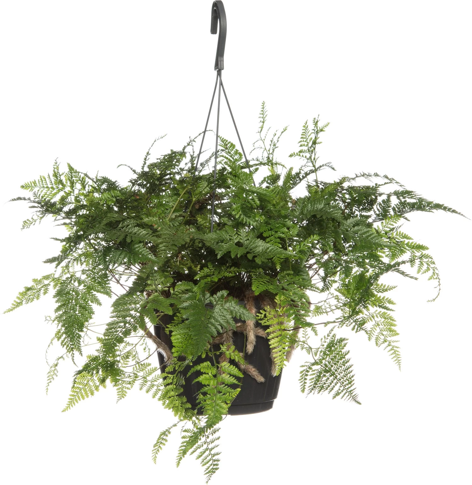 Hazenpootvaren (Humata Tyermannii) D 18 H 30 Cm 1 Hazenpootvaren (Humata Tyermannii) D 18 H 30 Cm