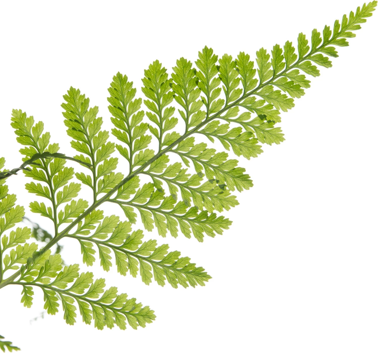 Hazenpootvaren (Humata Tyermannii) D 18 H 30 Cm 2 Hazenpootvaren (Humata Tyermannii) D 18 H 30 Cm - Afbeelding 2