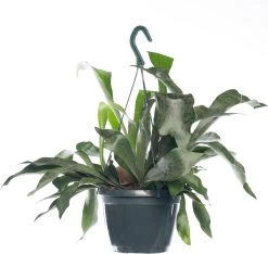 Hertshoornvaren (Platycerium Bifurcatum) D 18 H 25 Cm