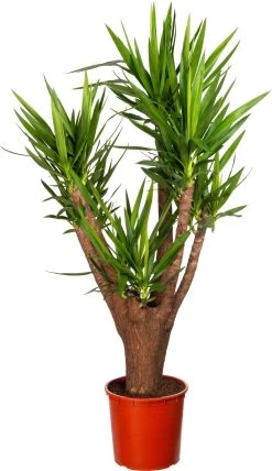 Yucca (Yucca Elephantipes) D 35 H 170 Cm