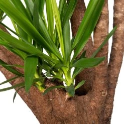 Yucca (Yucca Elephantipes) D 35 H 170 Cm -Kortingswinkel Voor Kamerplanten 8717263648659 2 1