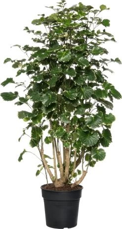 Aralia (Polyscias Scutellaria 'Balfouriana') D 24 H 80 Cm