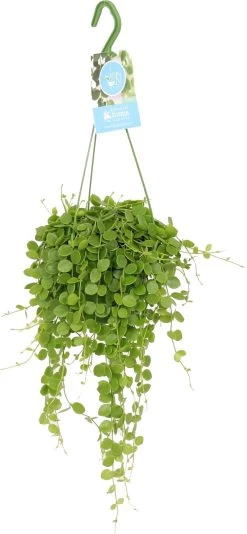 Dubbeltjesplant (Dischidia Nummularia) D 14 H 40 Cm