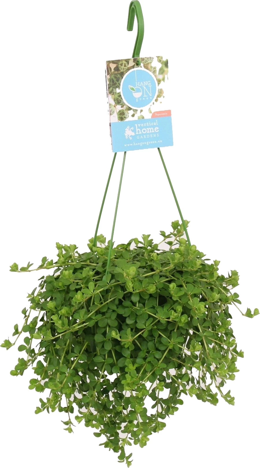 Peperomia (Peperomia 'Isabelle') D 14 H 30 Cm 1 Peperomia (Peperomia 'Isabelle') D 14 H 30 Cm