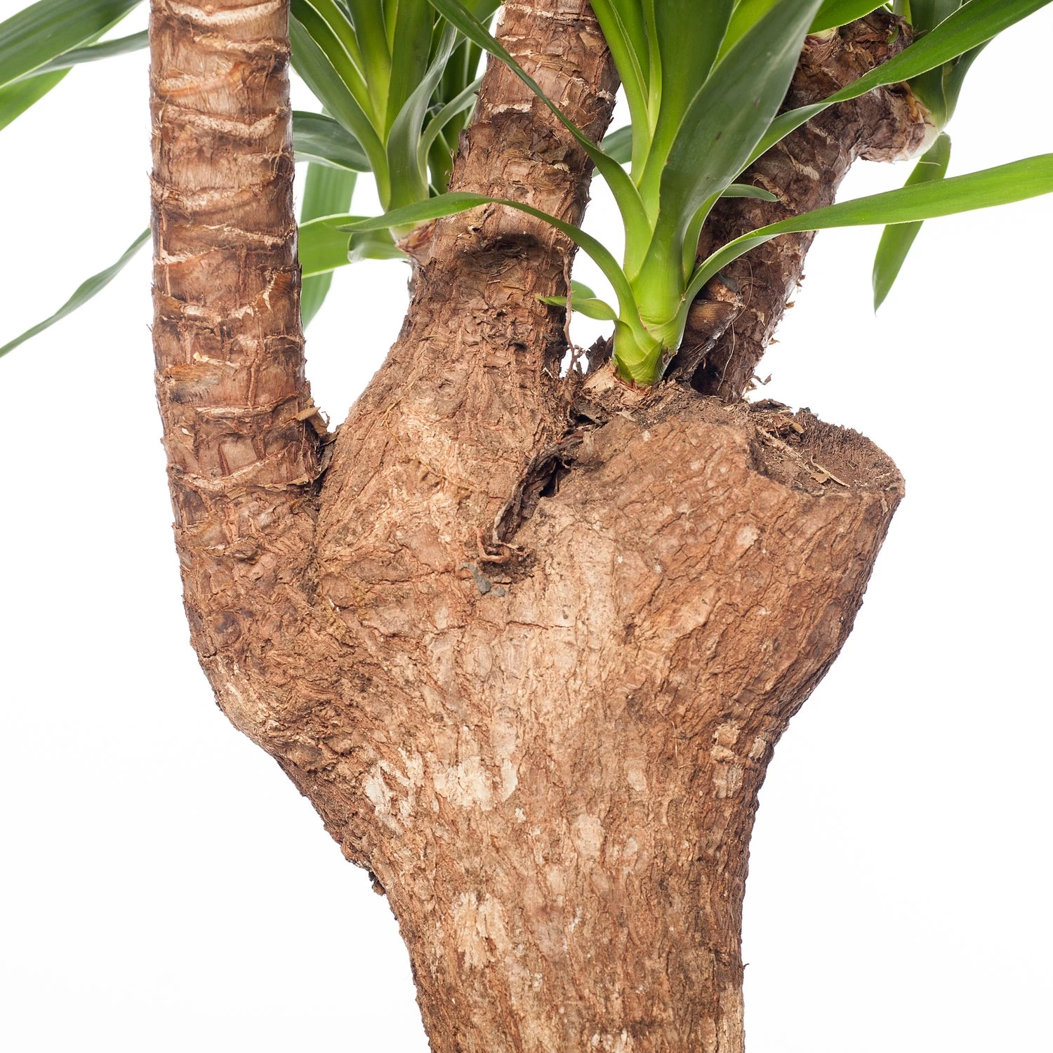 Yucca (Yucca Elephantipes) D 27 H 110 Cm 2 Yucca (Yucca Elephantipes) D 27 H 110 Cm - Afbeelding 2