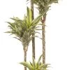 Drakenbloedboom (Dracaena Fragrans 'Surprise') D 27 H 160 Cm