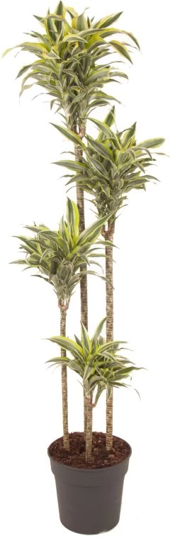 Drakenbloedboom (Dracaena Fragrans 'Surprise') D 27 H 160 Cm