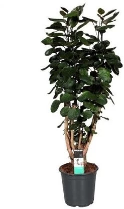 Aralia (Polyscias 'Fabian') D 21 H 90 Cm