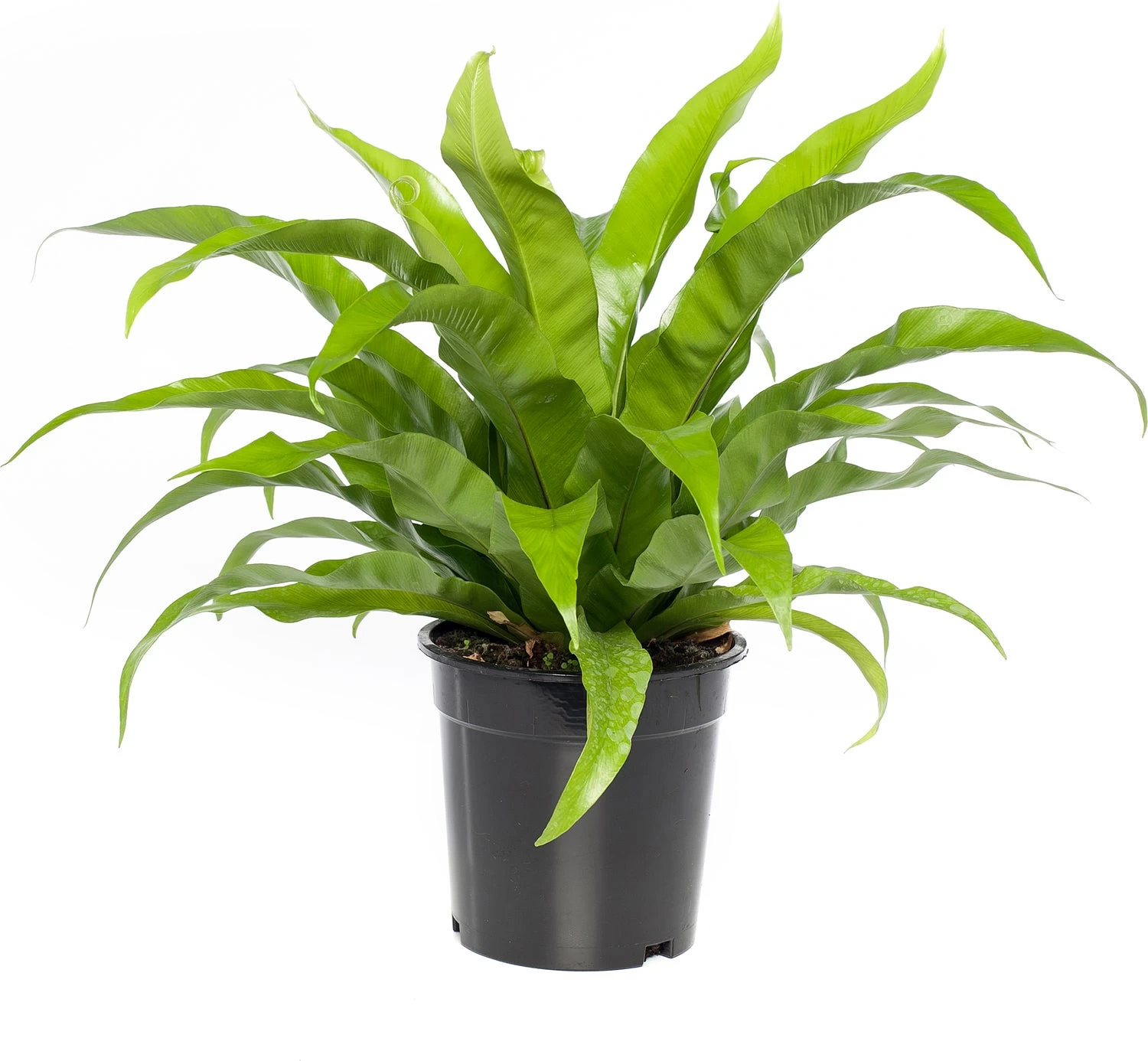 Nestvaren (Asplenium Antiquum) D 23 H 70 Cm 1 Nestvaren (Asplenium Antiquum) D 23 H 70 Cm