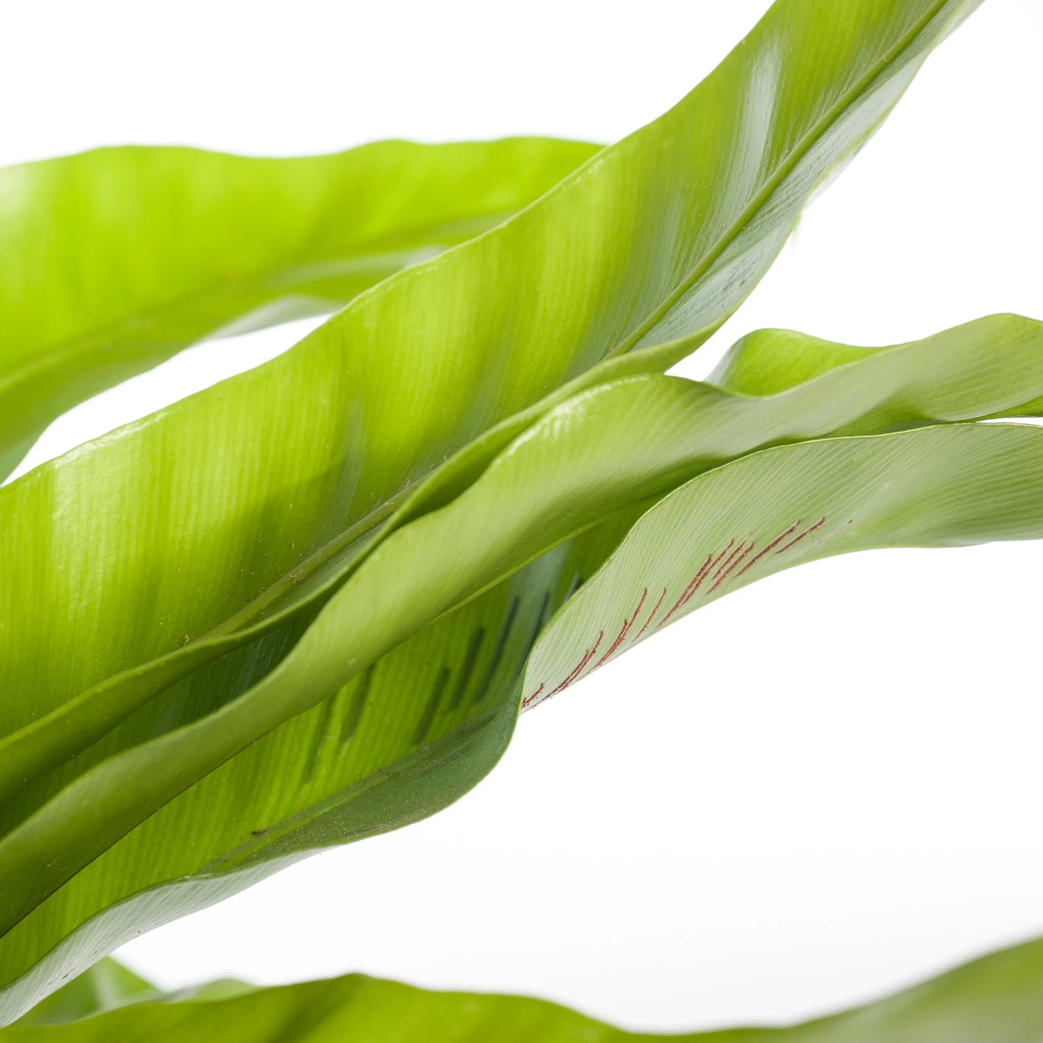 Nestvaren (Asplenium Antiquum) D 23 H 70 Cm 2 Nestvaren (Asplenium Antiquum) D 23 H 70 Cm - Afbeelding 2