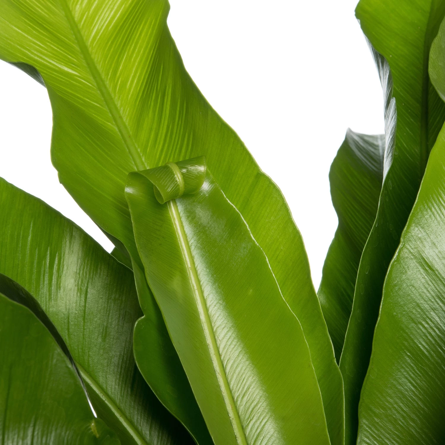 Nestvaren (Asplenium Antiquum) D 23 H 70 Cm 4 Nestvaren (Asplenium Antiquum) D 23 H 70 Cm - Afbeelding 4