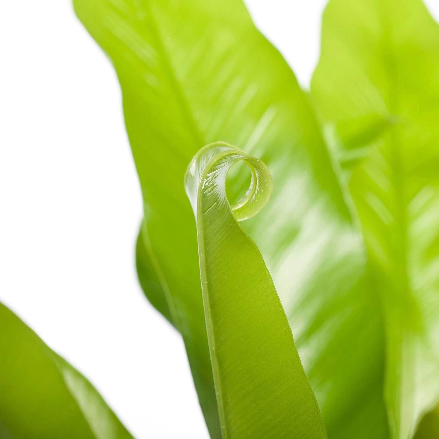 Nestvaren (Asplenium Antiquum) D 23 H 70 Cm 3 Nestvaren (Asplenium Antiquum) D 23 H 70 Cm - Afbeelding 3