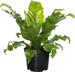 Nestvaren (Asplenium Nidus) D 23 H 70 Cm