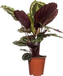 Calathea (Calathea 'Medallion') D 19 H 80 Cm