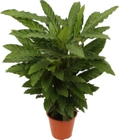 Calathea (Calathea Rufibarba 'Miroscha') D 19 H 75 Cm