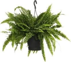 Krulvaren (Nephrolepis Exaltata 'Green Lady') D 20 H 60 Cm