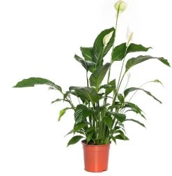 Lepelplant (Spathiphyllum 'Sweet Sebastiano') D 24 H 130 Cm