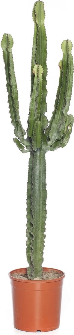 Cowboycactus (Euphorbia Ingens) D 24 H 100 Cm