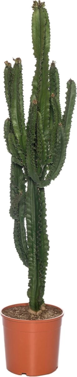 Cowboycactus (Euphorbia Ingens) D 30 H 140 Cm