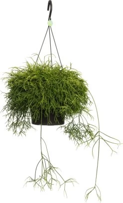 Rotskoraal (Rhipsalis Cassutha) D 17 H 25 Cm