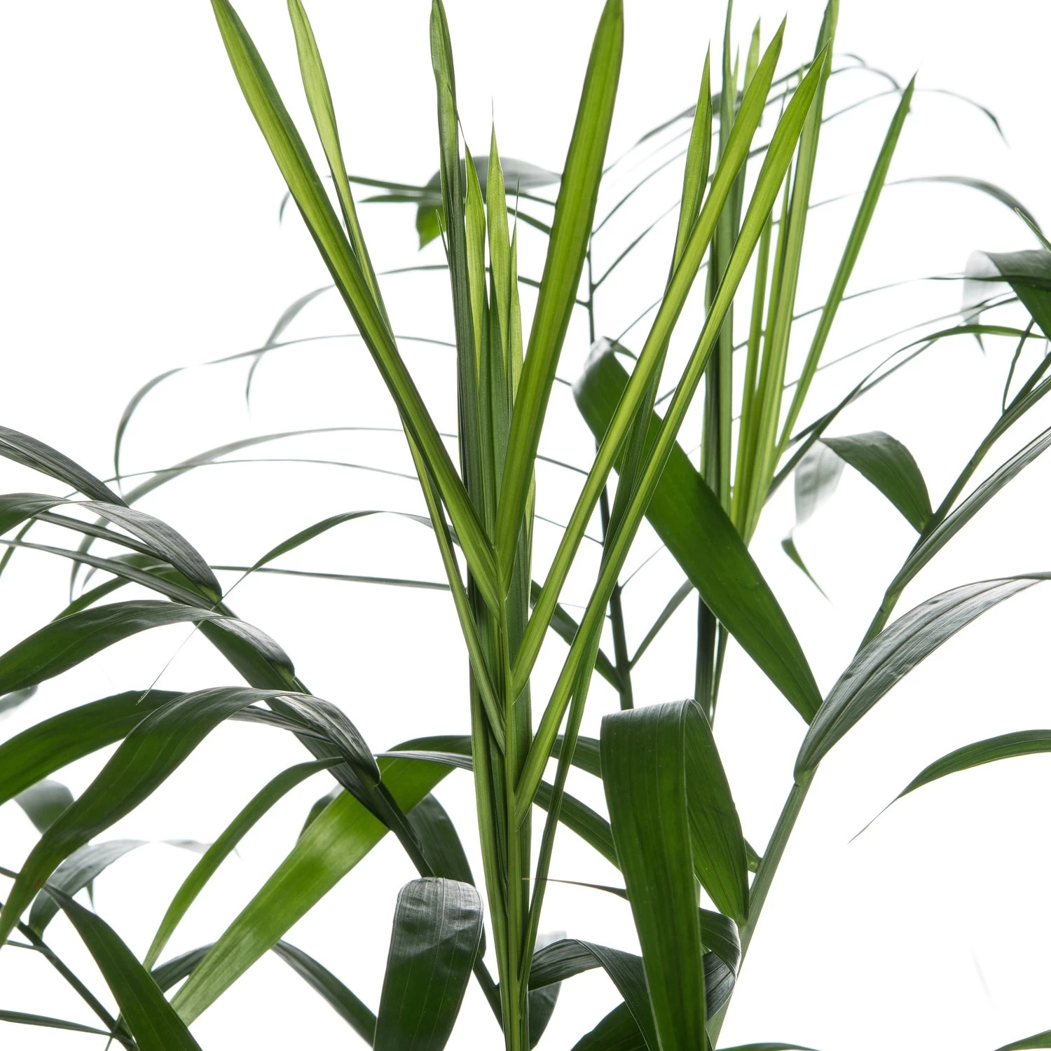 Bergpalm (Chamaedorea Seifrizii) D 24 H 140 Cm 2 Bergpalm (Chamaedorea Seifrizii) D 24 H 140 Cm - Afbeelding 2