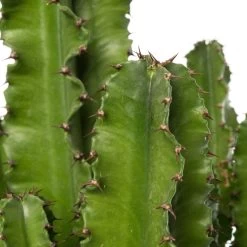 Cowboycactus (Euphorbia Ingens 'Eritrea') D 24 H 115 Cm -Kortingswinkel Voor Kamerplanten 8717263716754 2