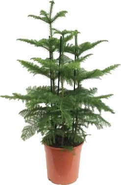 Kamerden (Araucaria Heterophylla) D 27 H 100 Cm