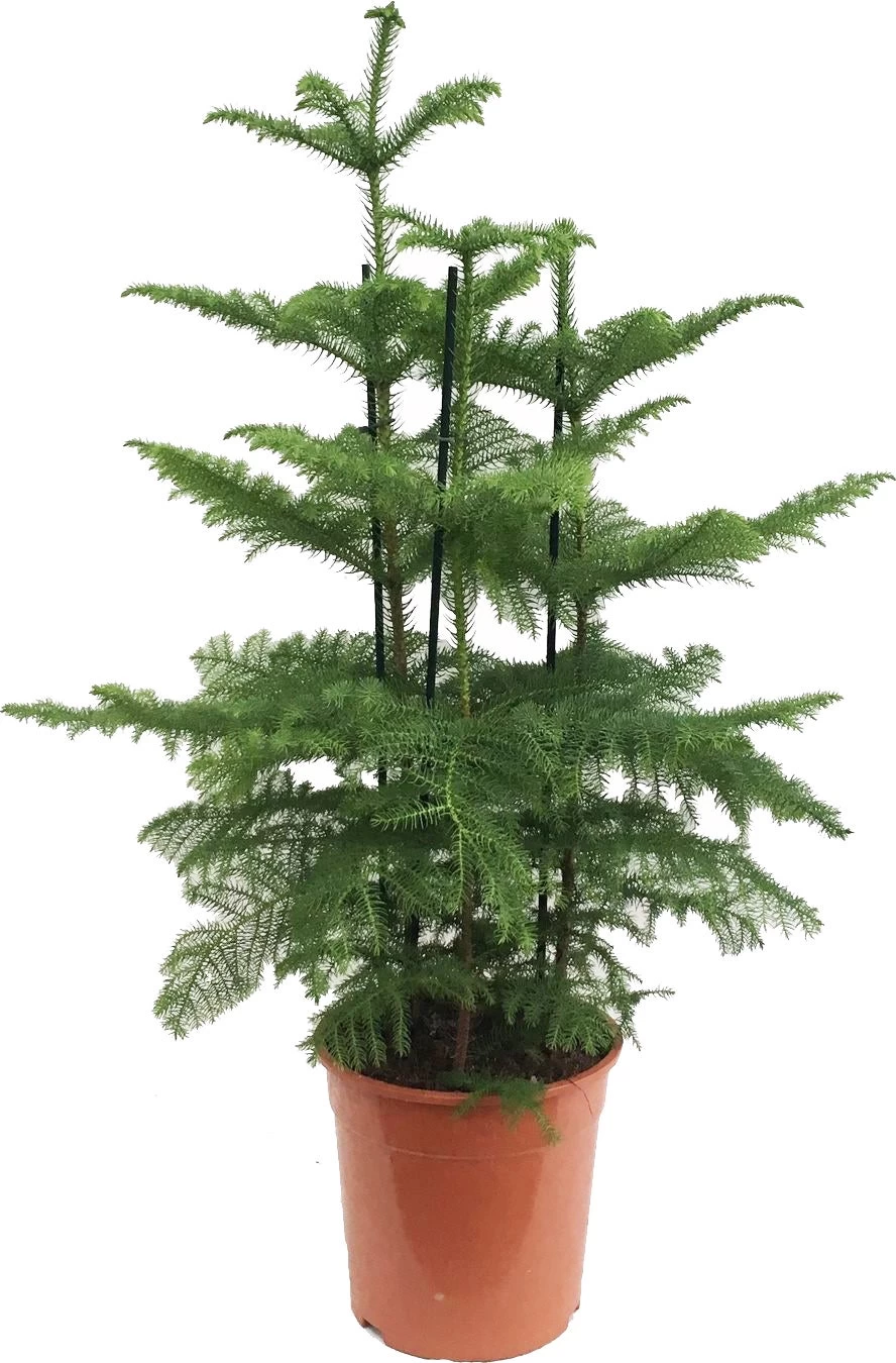 Kamerden (Araucaria Heterophylla) D 27 H 100 Cm 1 Kamerden (Araucaria Heterophylla) D 27 H 100 Cm