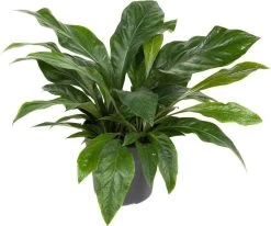 Langbladige Flamingoplant (Anthurium 'Jungle Bush') D 31 H 80 Cm