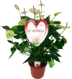 Flamingoplant (Anthurium Andreanum 'Jaguar Green') D 21 H 80 Cm