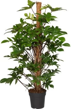 Philodendron (Philodendron Pedatum) D 27 H 150 Cm