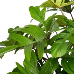 Philodendron (Philodendron Pedatum) D 27 H 150 Cm -Kortingswinkel Voor Kamerplanten 8717263717737 2 1