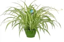 Graslelie (Chlorophytum Comosum 'Vittatum') D 21 H 65 Cm