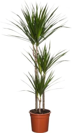 Drakenbloedboom (Dracaena Marginata) D 24 H 150 Cm