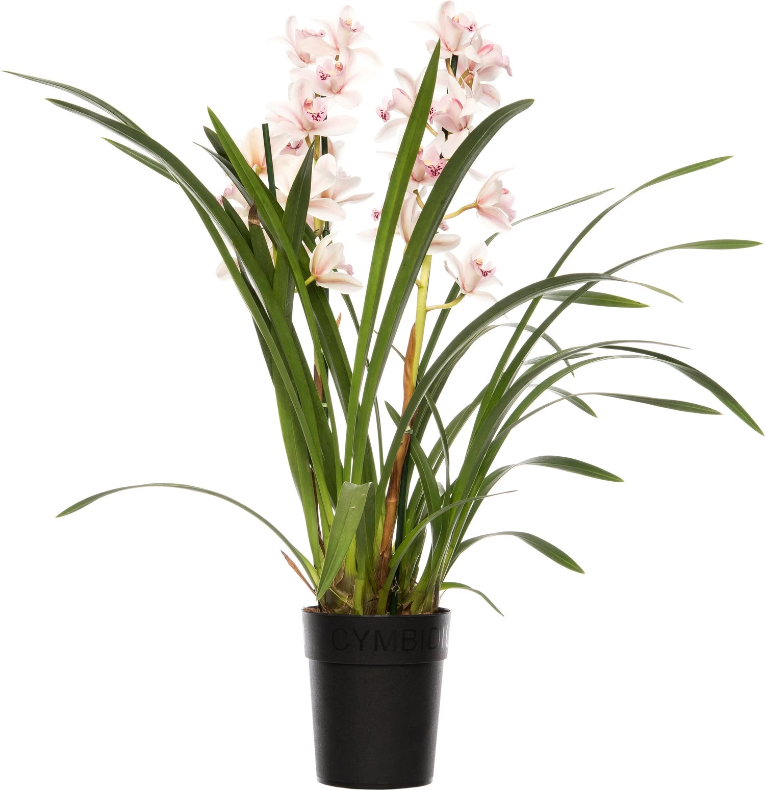 Cymbidium (Cymbidium) Roze D 14 H 80 Cm 1 Cymbidium (Cymbidium) Roze D 14 H 80 Cm