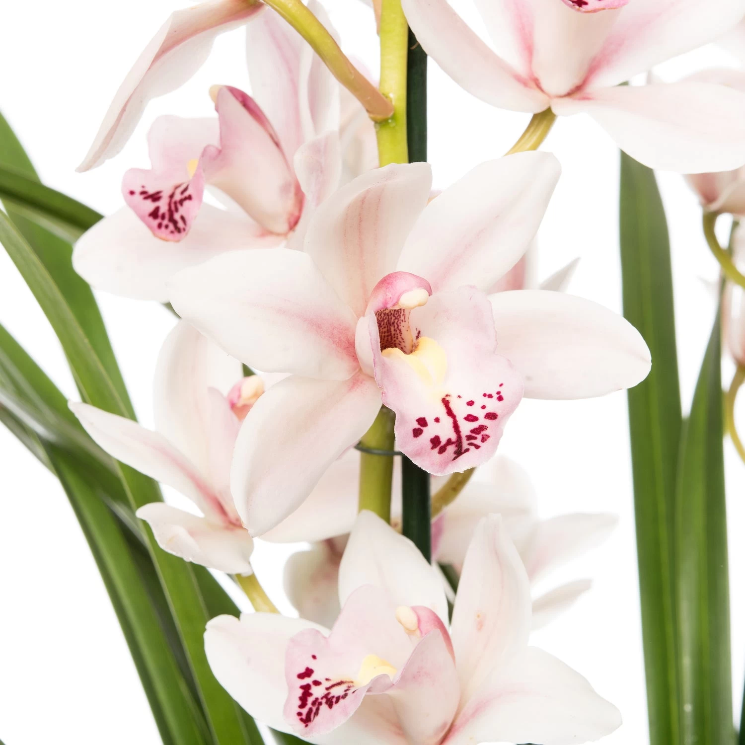Cymbidium (Cymbidium) Roze D 14 H 80 Cm 2 Cymbidium (Cymbidium) Roze D 14 H 80 Cm - Afbeelding 2