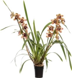 Cymbidium (Cymbidium 'Los Angeles') D 14 H 80 Cm