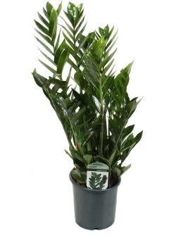 Zamioculcas (Zamioculcas Zamiifolia) D 17 H 75 Cm