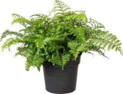 Moedervaren (Asplenium 'Parvati') D 23 H 55 Cm