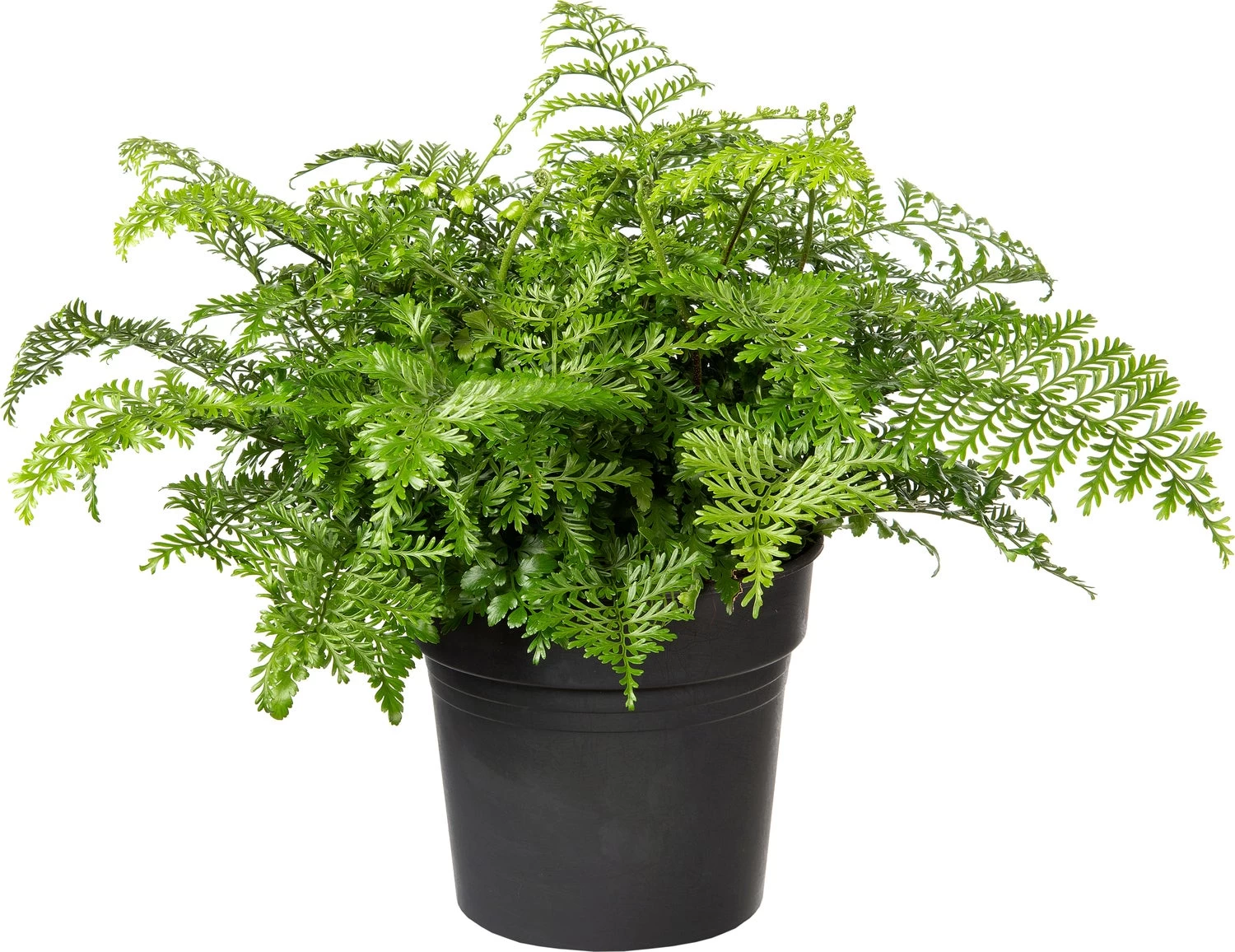 Moedervaren (Asplenium 'Parvati') D 23 H 55 Cm 2 Moedervaren (Asplenium 'Parvati') D 23 H 55 Cm - Afbeelding 2