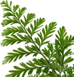 Moedervaren (Asplenium 'Parvati') D 23 H 55 Cm 5 Moedervaren (Asplenium 'Parvati') D 23 H 55 Cm -Kortingswinkel Voor Kamerplanten 8717263720072 2 1