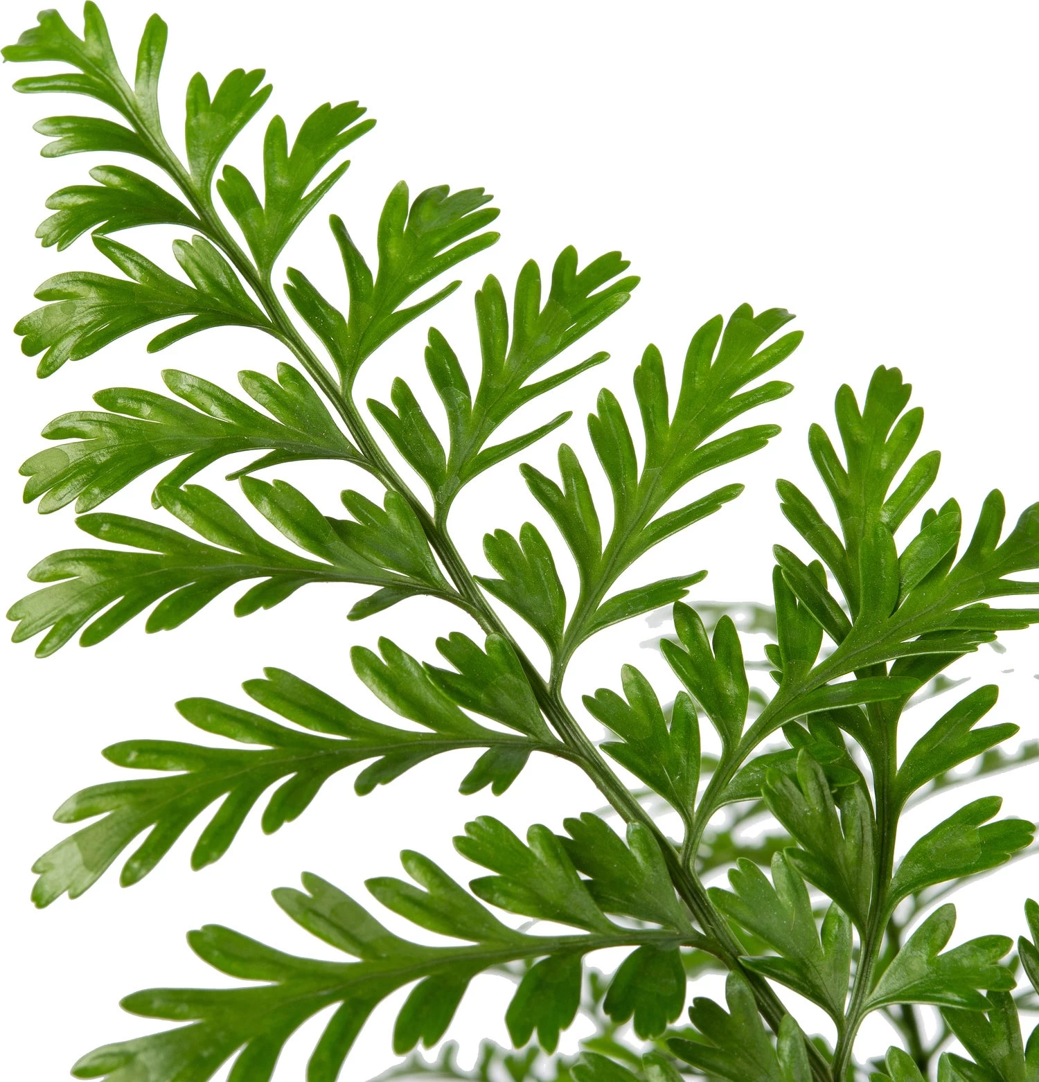 Moedervaren (Asplenium 'Parvati') D 23 H 55 Cm 3 Moedervaren (Asplenium 'Parvati') D 23 H 55 Cm - Afbeelding 3