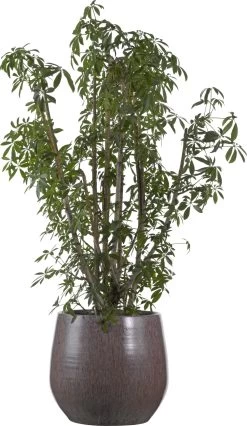 Vingersboom (Schefflera Arbolicola 'Luseana') D 32 H 140 Cm