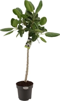 Banyanvijg Op Stam (Ficus Benghalensis 'Audrey') D 24 H 100 Cm