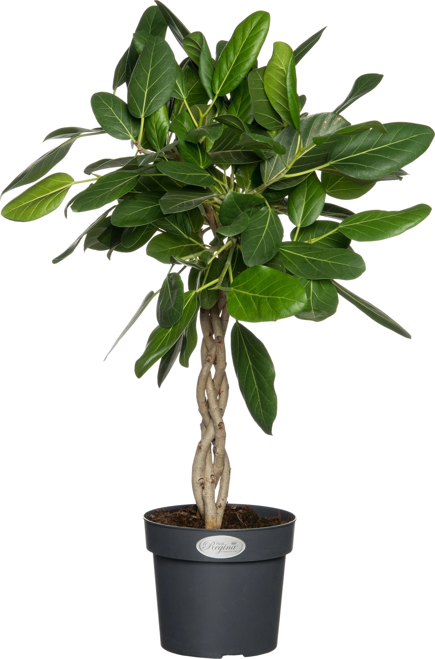 Banyanvijg (Ficus Bengalensis 'Audrey') D 24 H 90 Cm 1 Banyanvijg (Ficus Bengalensis 'Audrey') D 24 H 90 Cm